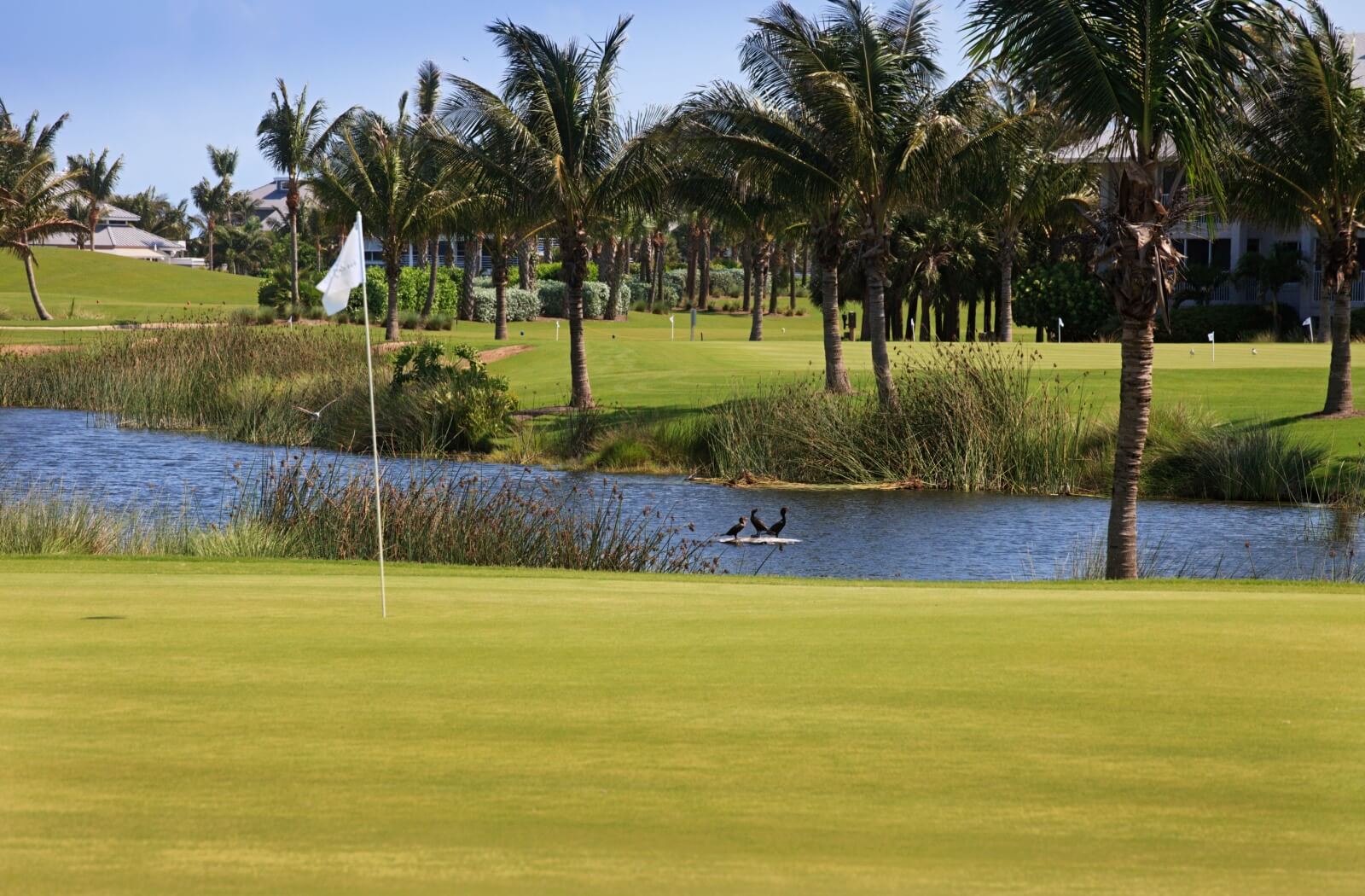 A golf course with palm trees.